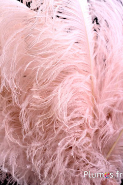 Autruche premium - 50-60 cm - beige rosé 